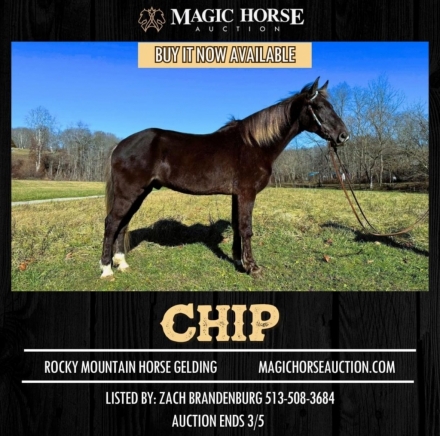 HorseID: 2268029 Chip - PhotoID: 1038271