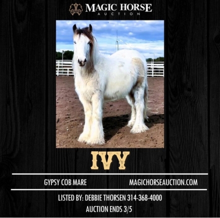 HorseID: 2268030 Gypsy Treasures Poison Ive - PhotoID: 1038272
