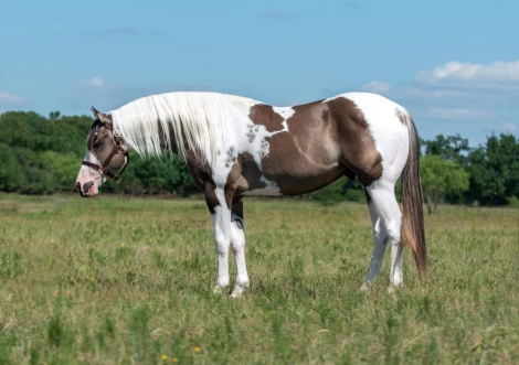 HorseID: 2268056 Ranger - PhotoID: 1038390