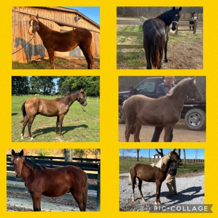 HorseID: 2268265 Rocky Mountain Weanlings, Yearlings And 2 Year Old - PhotoID: 1038599