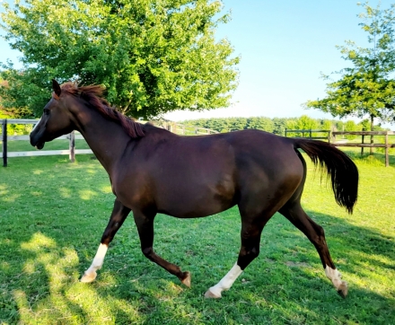 HorseID: 2268275 WMA Kentucky Tiki - PhotoID: 1038607