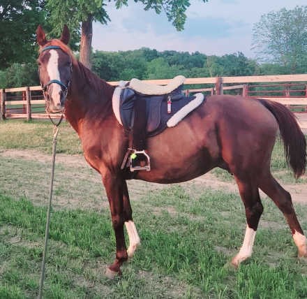 HorseID: 2268275 WMA Kentucky Tiki - PhotoID: 1038609