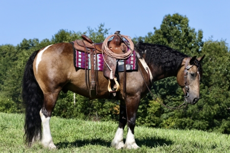 HorseID: 2268304 Durango - PhotoID: 1038643
