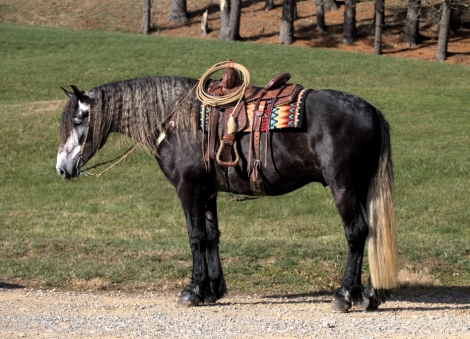 HorseID: 2268306 Buckeyes Legend - PhotoID: 1038644