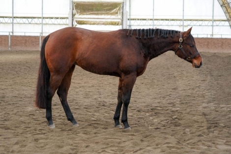 HorseID: 2268321 Best Be Lopin - PhotoID: 1038670