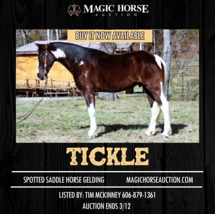 HorseID: 2268335 Tickle - PhotoID: 1038713