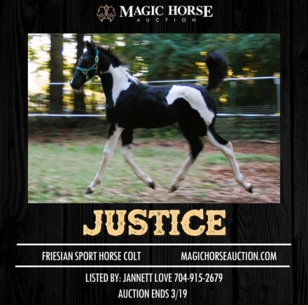 HorseID: 2268342 Donatello's Justice TMF - PhotoID: 1038724