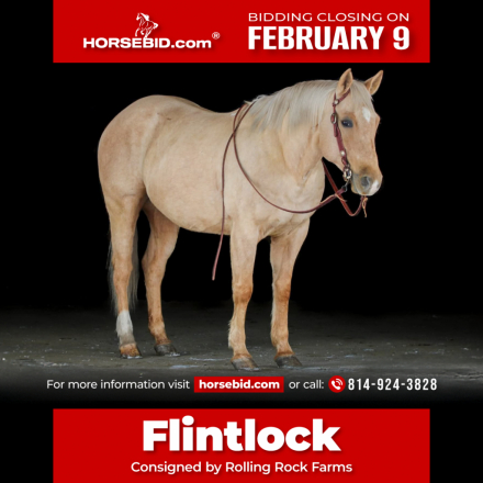 HorseID: 2271747 Flintlock - PhotoID: 1043299