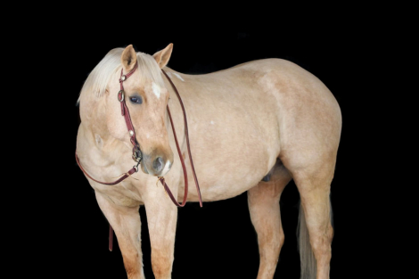 HorseID: 2271747 Flintlock - PhotoID: 1043300