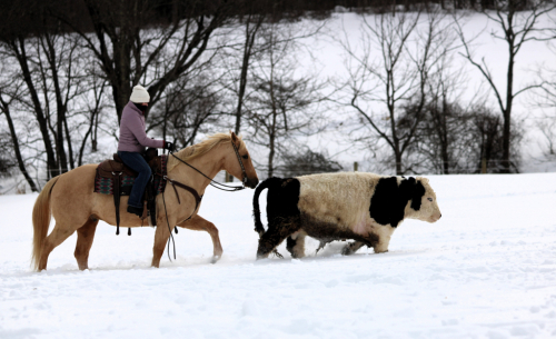 HorseID: 2271747 Flintlock - PhotoID: 1089903