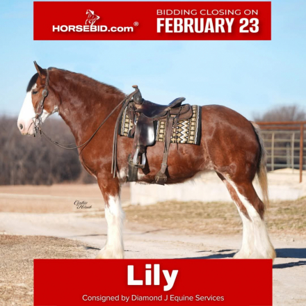 HorseID: 2275753 Lily - PhotoID: 1048795