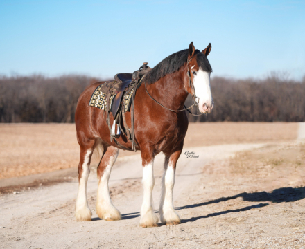 HorseID: 2275753 Lily - PhotoID: 1048796