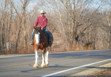 HorseID: 2275753 Lily - PhotoID: 1048798