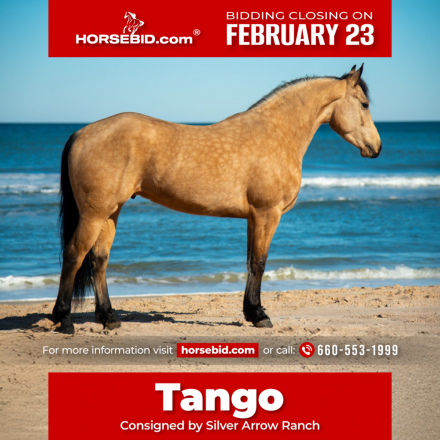 HorseID: 2275754 Tango - PhotoID: 1048799