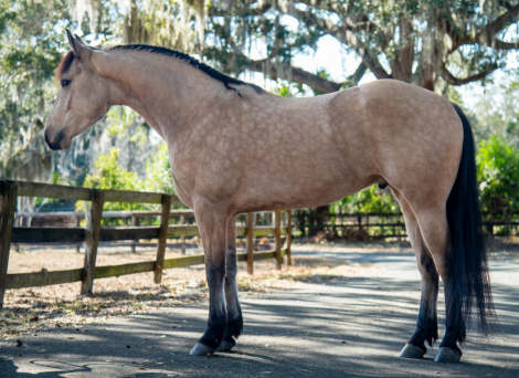 HorseID: 2275754 Tango - PhotoID: 1048800