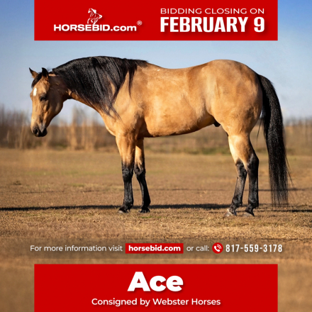 HorseID: 2275761 JB TARTANERO - PhotoID: 1048791