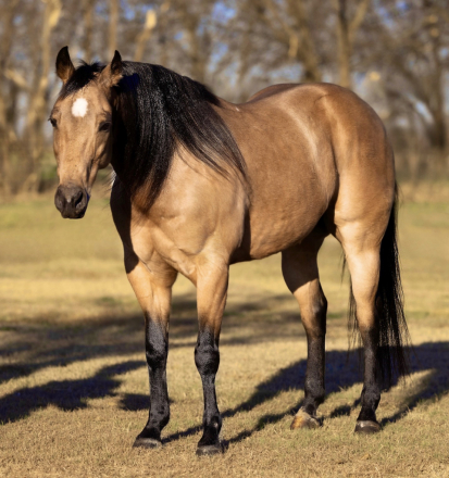 HorseID: 2275761 JB TARTANERO - PhotoID: 1070286