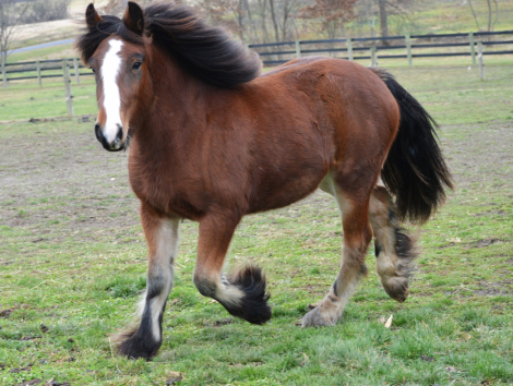 HorseID: 2277046 CHESTNUT OAK'S S'MORES - PhotoID: 1088757