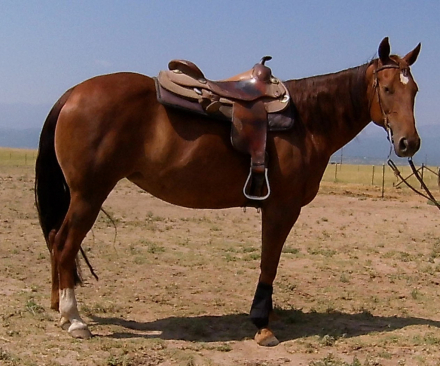 HorseID: 2278810 BELLACAT BE NIMBLE - PhotoID: 1093087