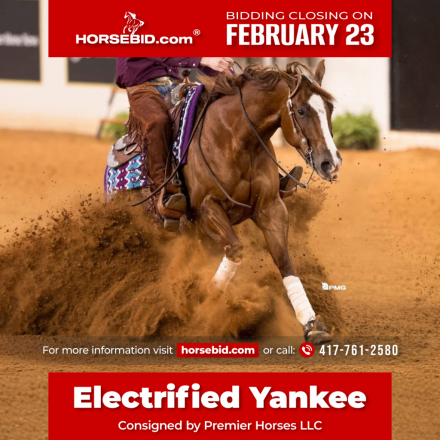 HorseID: 2280895 Electrified Yankee - PhotoID: 1055700