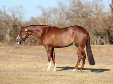 HorseID: 2280895 Electrified Yankee - PhotoID: 1062980