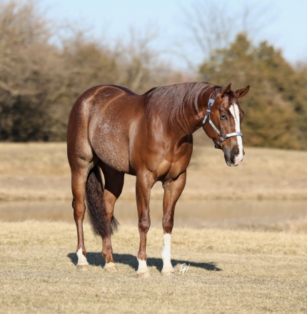 HorseID: 2280895 Electrified Yankee - PhotoID: 1062981