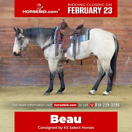 HorseID: 2280899 Beau - PhotoID: 1055720