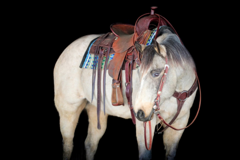 HorseID: 2280899 Beau - PhotoID: 1055721