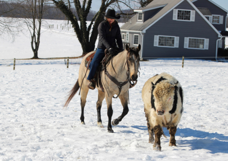 HorseID: 2280899 Beau - PhotoID: 1055722