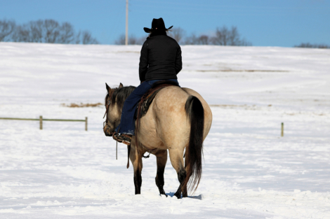 HorseID: 2280899 Beau - PhotoID: 1055723