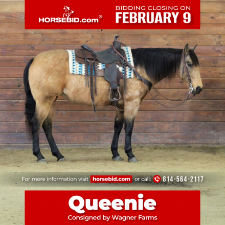 HorseID: 2280901 Queenie - PhotoID: 1055704