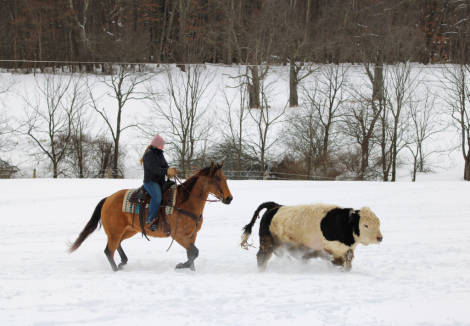 HorseID: 2280901 Queenie - PhotoID: 1055707