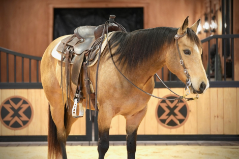 HorseID: 2280904 WQH Jess Cal Olena - PhotoID: 1055717