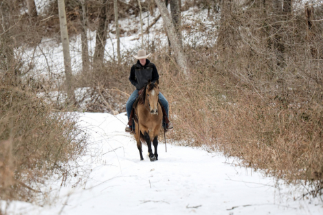 HorseID: 2280904 WQH Jess Cal Olena - PhotoID: 1055719