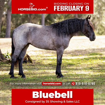 HorseID: 2280905 Bluebell - PhotoID: 1055692