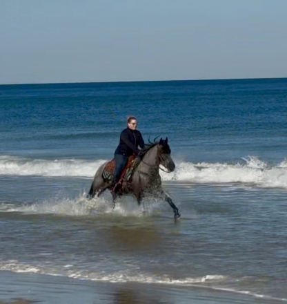 HorseID: 2280905 Bluebell - PhotoID: 1055694