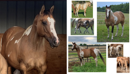 HorseID: 2282679 DIAMAN H HOLIDOC RISK - PhotoID: 1092757