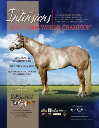 HorseID: 2285533 INTENSIONS - PhotoID: 1068269