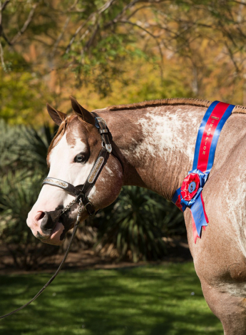 HorseID: 2285533 INTENSIONS - PhotoID: 1068271