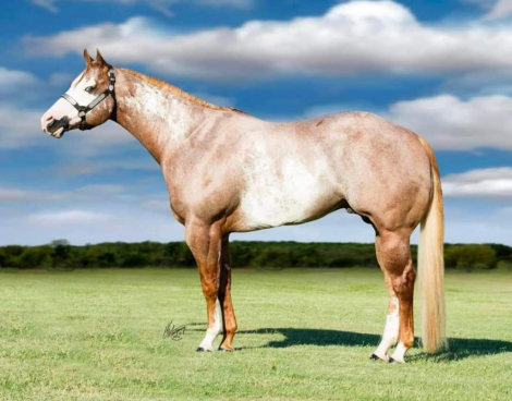 HorseID: 2285533 INTENSIONS - PhotoID: 1068272