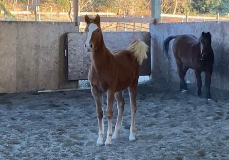 HorseID: 2285951 SCARLETT STORM - PhotoID: 1062569