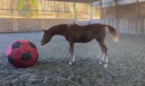 HorseID: 2285951 SCARLETT STORM - PhotoID: 1062738