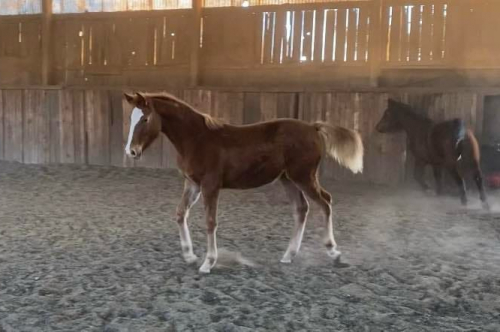 HorseID: 2285951 SCARLETT STORM - PhotoID: 1062955