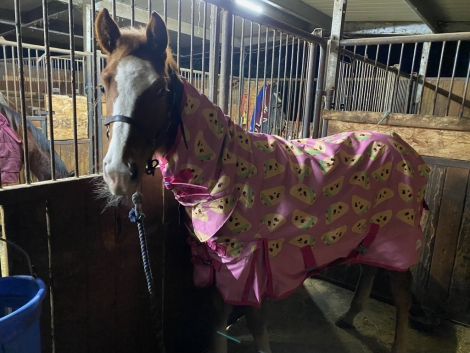 HorseID: 2285951 SCARLETT STORM - PhotoID: 1062956