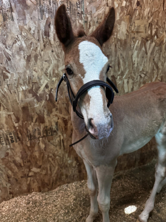 HorseID: 2285951 SCARLETT STORM - PhotoID: 1067306