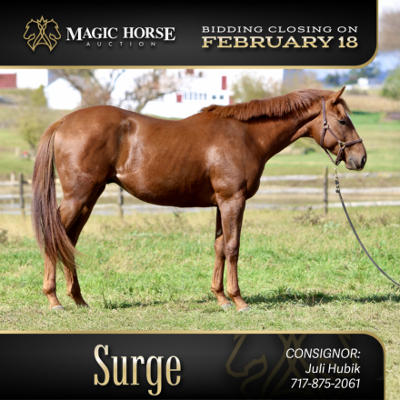 HorseID: 2287331 Surge - PhotoID: 1064438