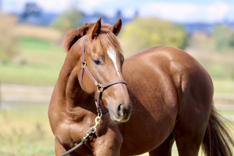 HorseID: 2287331 Surge - PhotoID: 1064813