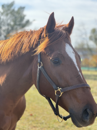 HorseID: 2287331 Surge - PhotoID: 1067507