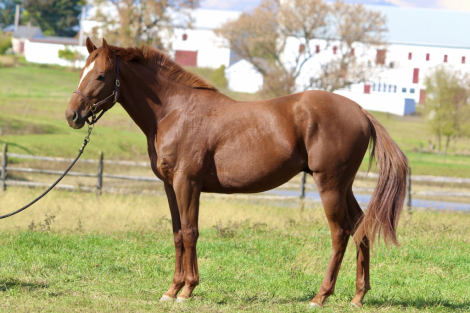 HorseID: 2287331 Surge - PhotoID: 1067508