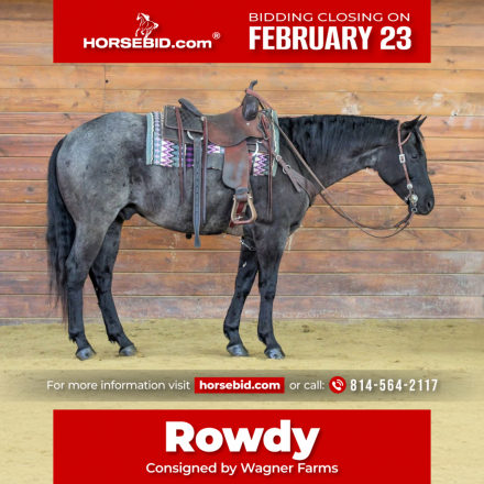 HorseID: 2287438 Rowdy - PhotoID: 1064614